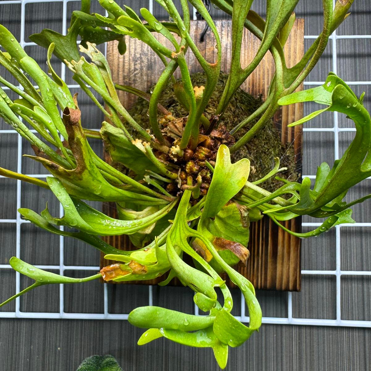 ビカクシダのポット苗（品種不明）を半年ほど前に買いました