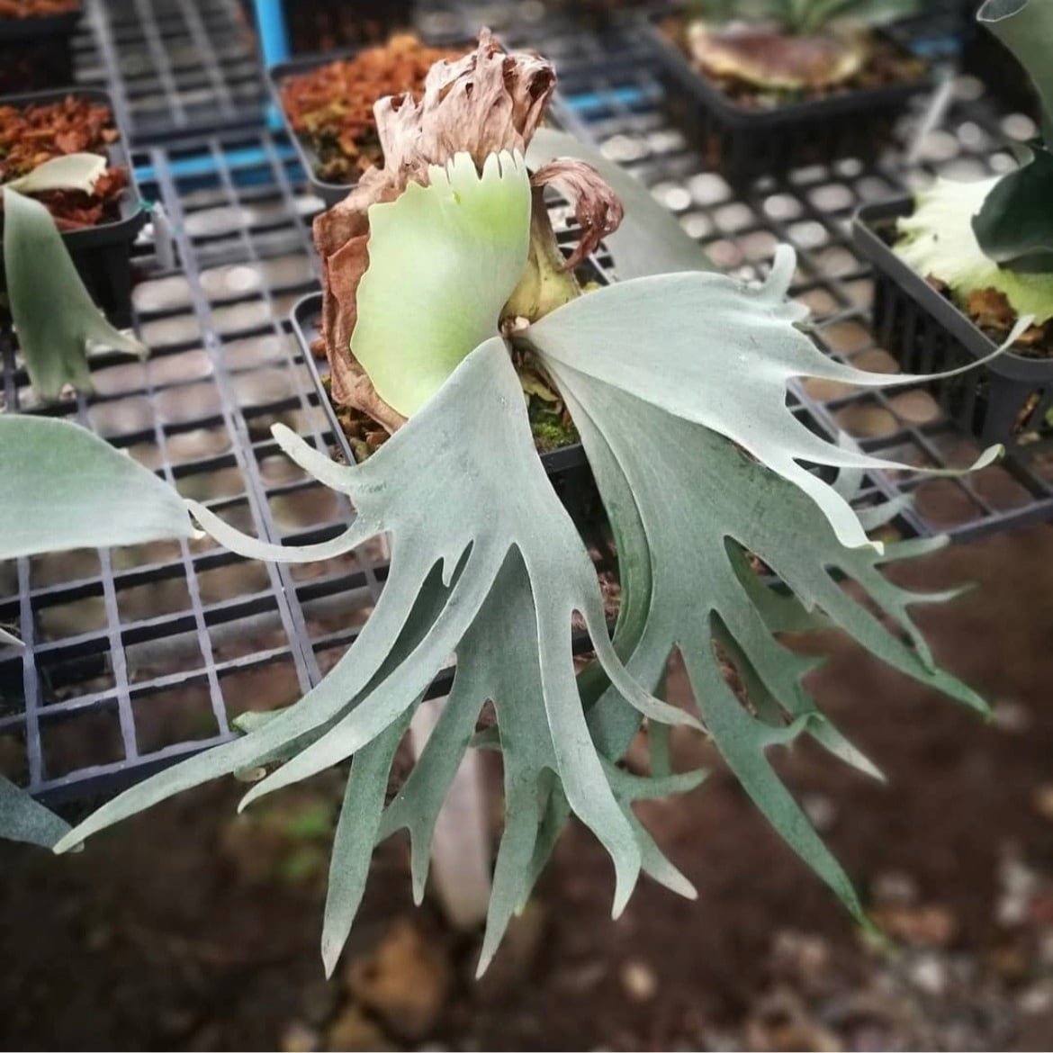 P.Willinckii cv. Yeti 【artPLANTs】ビカクシダ/Platycerium