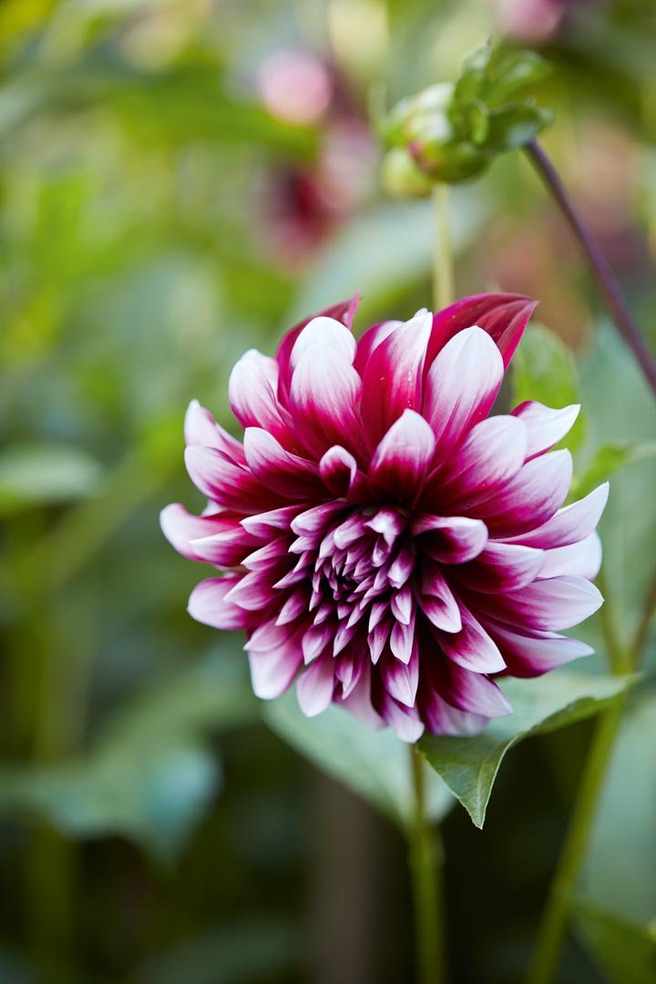 The dahlias of Frances Palmer's Connecticut garden | Gardens