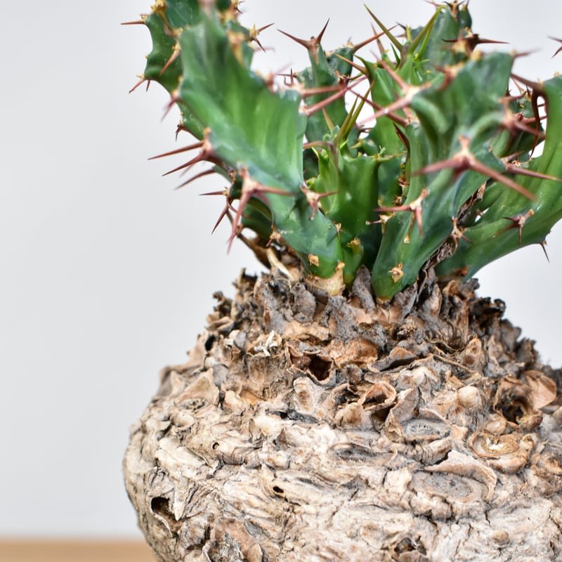 ユーフォルビア クラビゲラ 