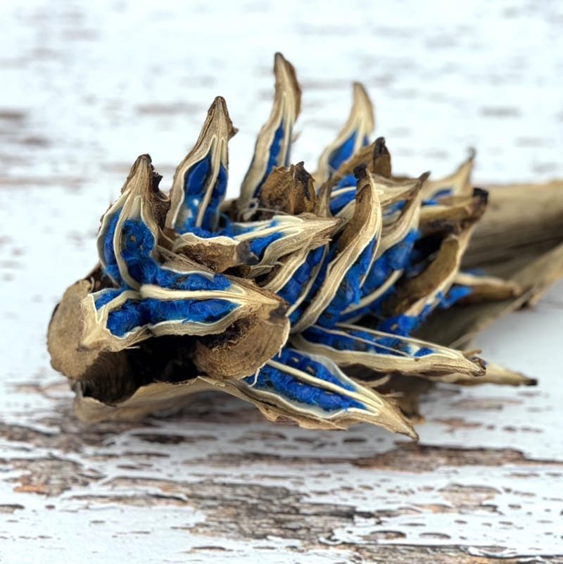 希少 旅人の木 タビビトノキ タネ 種 Lサイズ 苗 園芸 花 通販 greenery