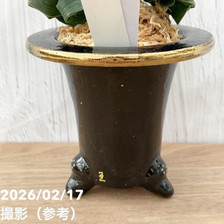 現品お届け】豊明園 万年青 オモト 青獅子（あおじし）錦鉢 龍（O64