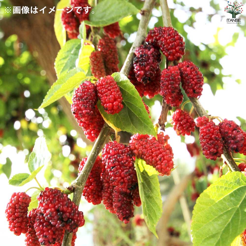 マルベリー(桑の木) 鈴なりマルベリー【果樹の苗 12cmポット 2年生