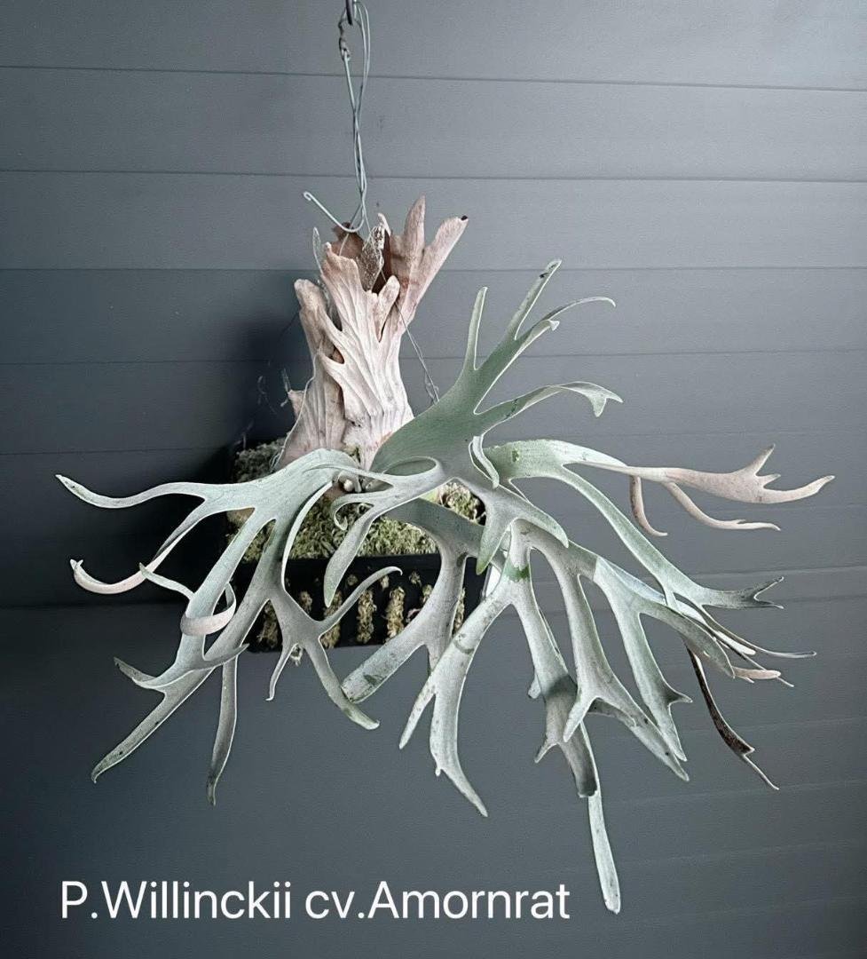 ビカクシダ P.willinckii cv.Amornrat pup P.Willinckii cv. Yellow Moon(Pup) 【artPLANTs/PLANTS GARAGE