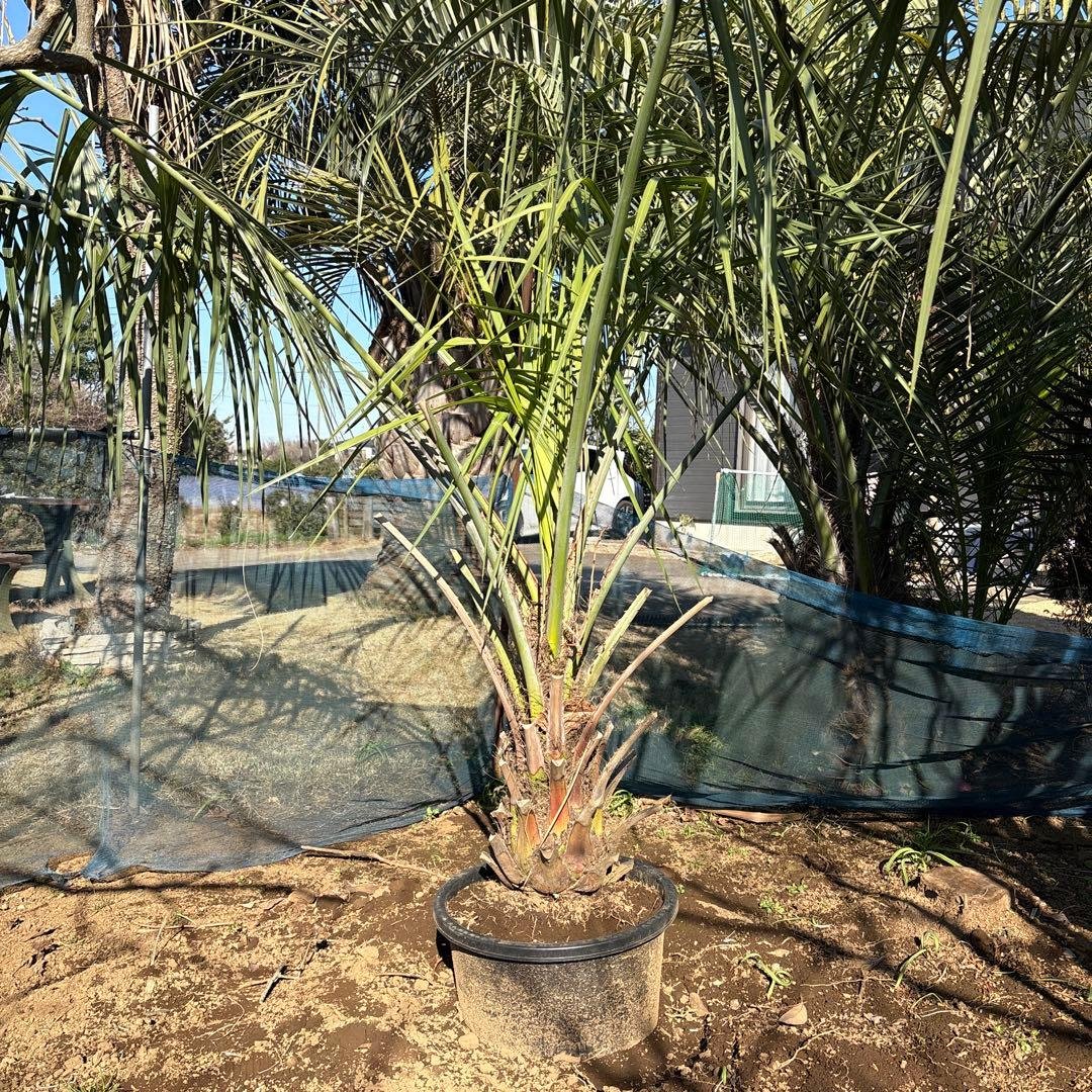 ヤシの木 楽天市場】【常緑ヤマボウシ】 ホンコンエンシス 月光 株立ち 自然樹形