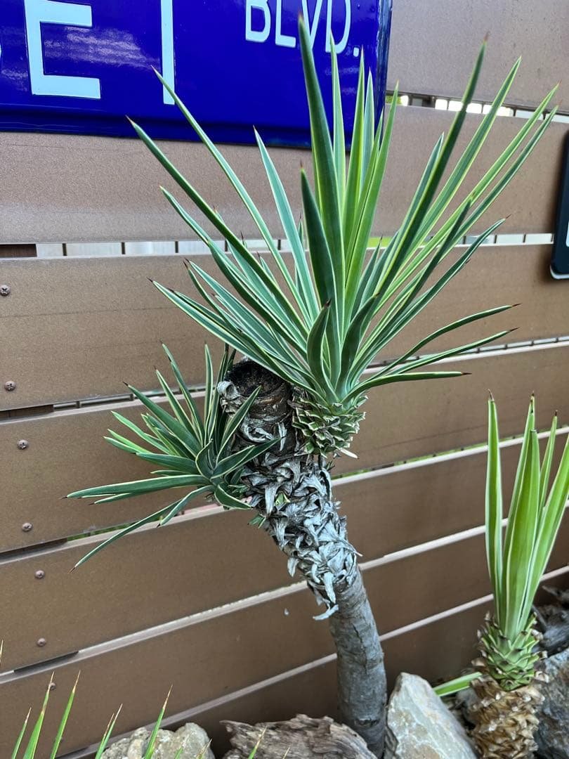 ユッカアロイフォリア　超多頭　斑入り　ユッカ　アロイフォリア アロイフォリア多頭化計画🌱 新芽は日陰になってる部分から出やすい