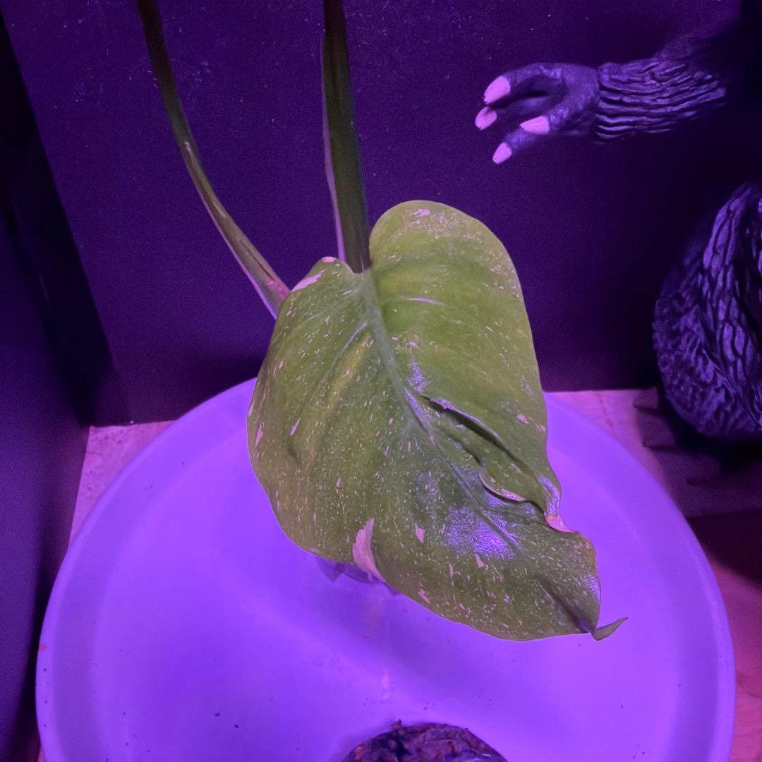 まちゃき様専用モンステラ デリシオーサゴジラ！ゾンビ！ミントトリ