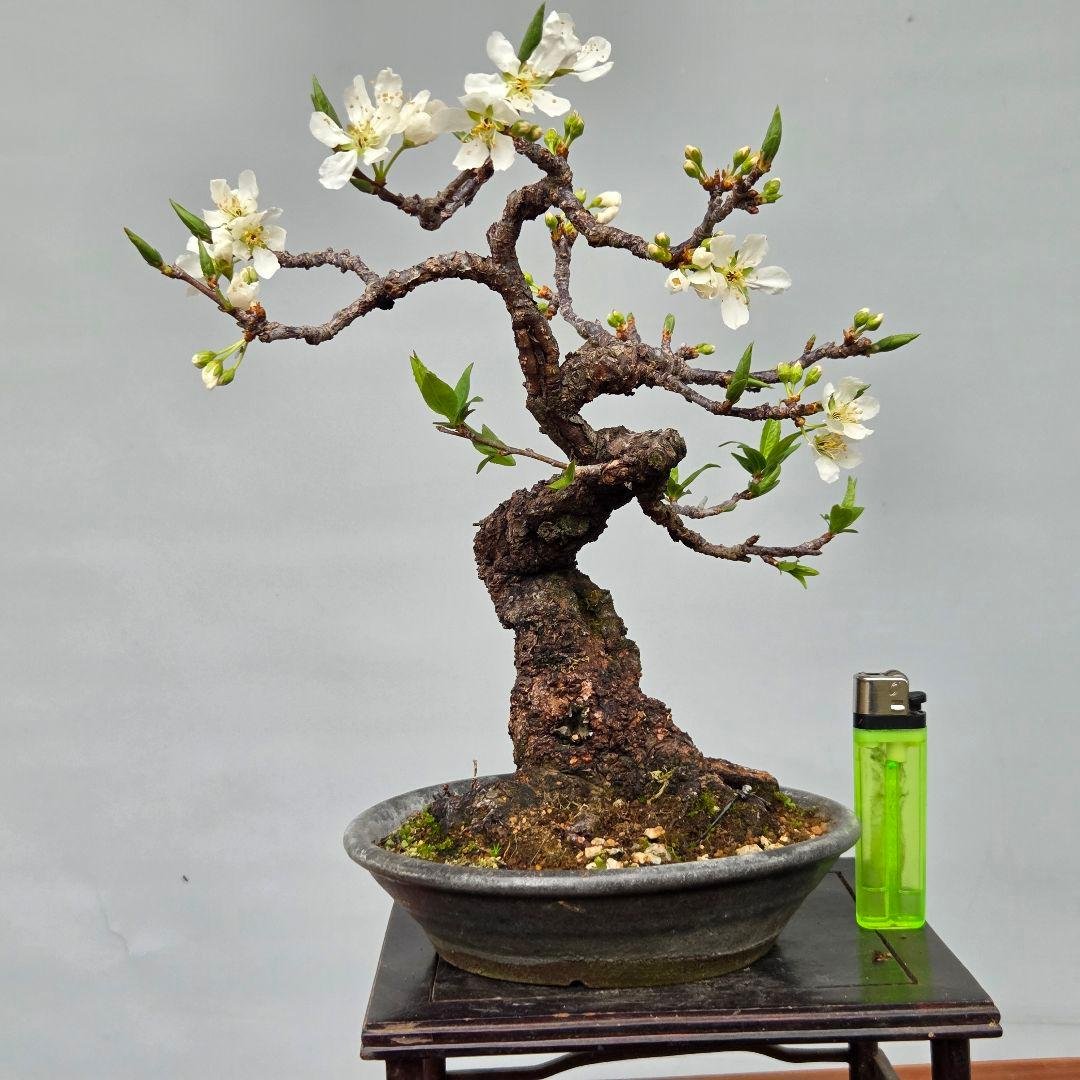 すもも　[模様木]　貴風盆栽 貴風盆栽、五葉松(幹太)模様木 やや汚れ傷有り